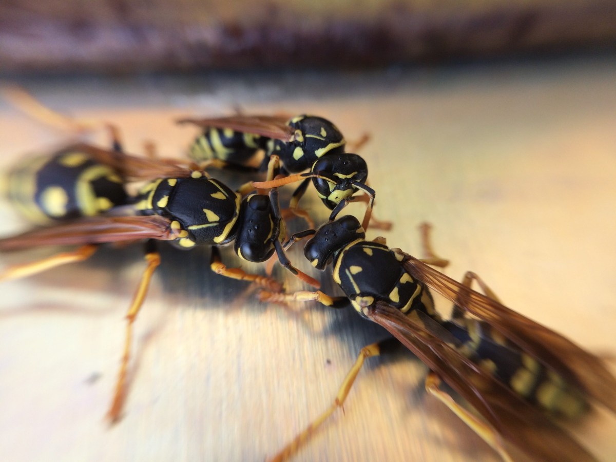 Insects Page Slide One
