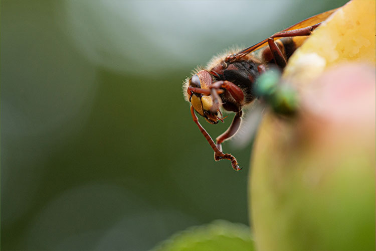 Walker's Termite & Pest Control