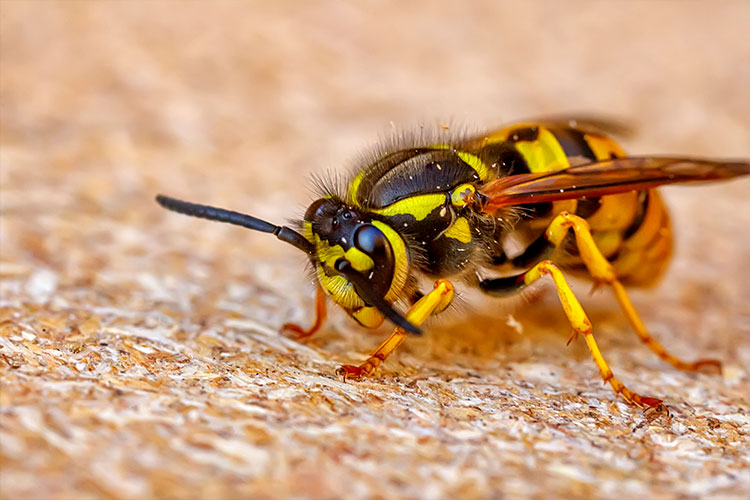 Residential Pest Services with Walker's Termite & Pest Control