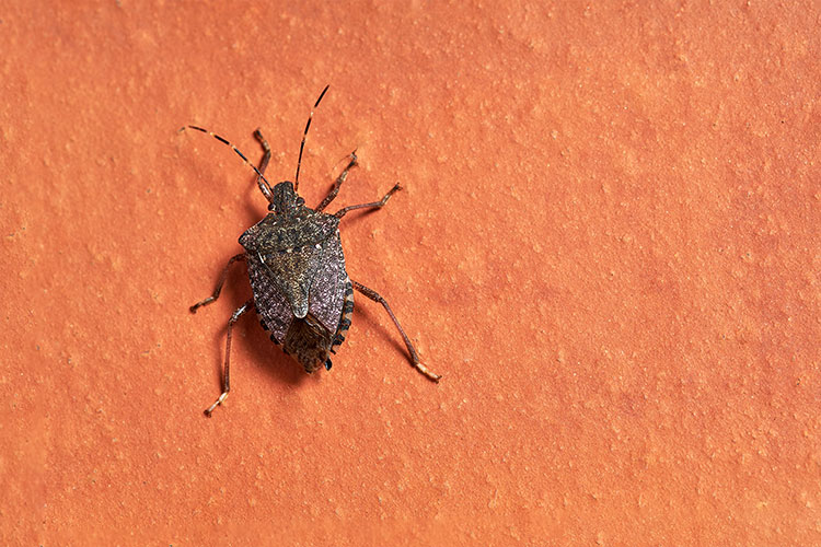Residential Pest Services with Walker's Termite & Pest Control