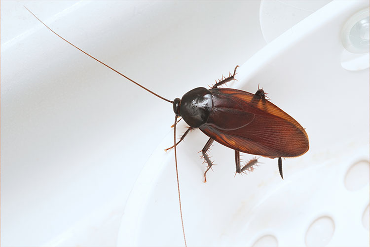Residential Pest Services with Walker's Termite & Pest Control