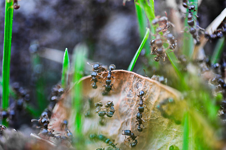 Residential Pest Services with Walker's Termite & Pest Control