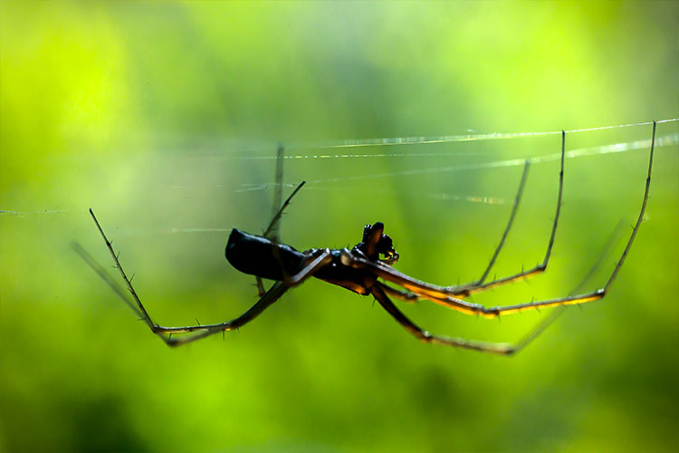 Residential Pest Services with Walker's Termite & Pest Control
