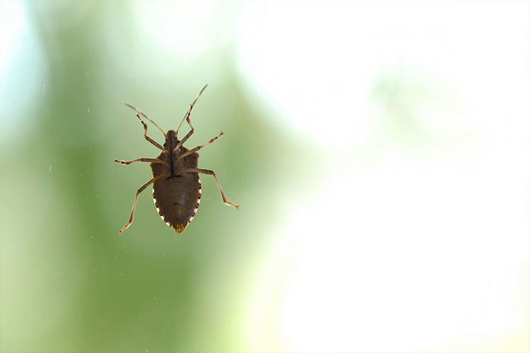 Residential Pest Services with Walker's Termite & Pest Control