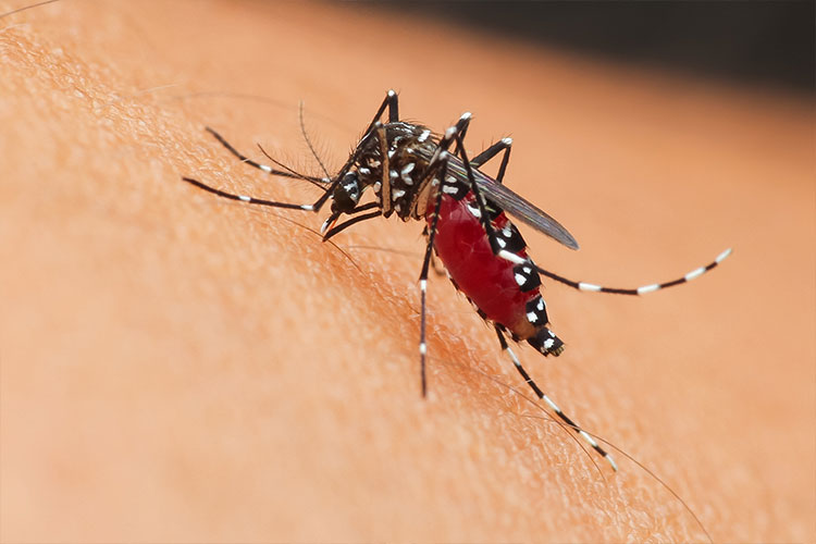 Residential Pest Services with Walker's Termite & Pest Control