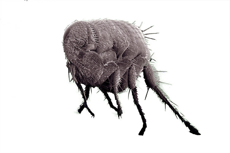 Residential Pest Services with Walker's Termite & Pest Control