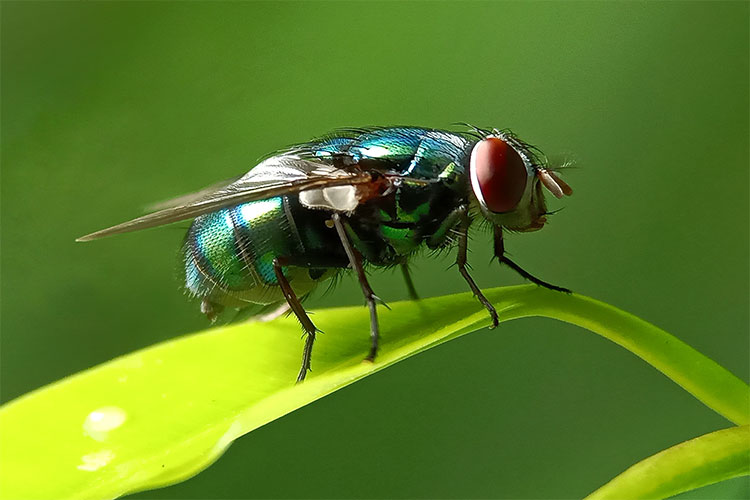 Residential Pest Services with Walker's Termite & Pest Control