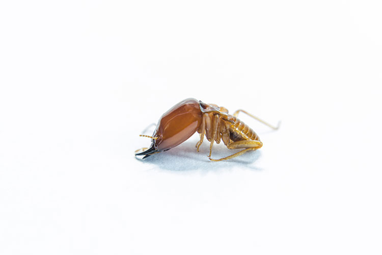 Termite Services with Walker's Termite & Pest Control